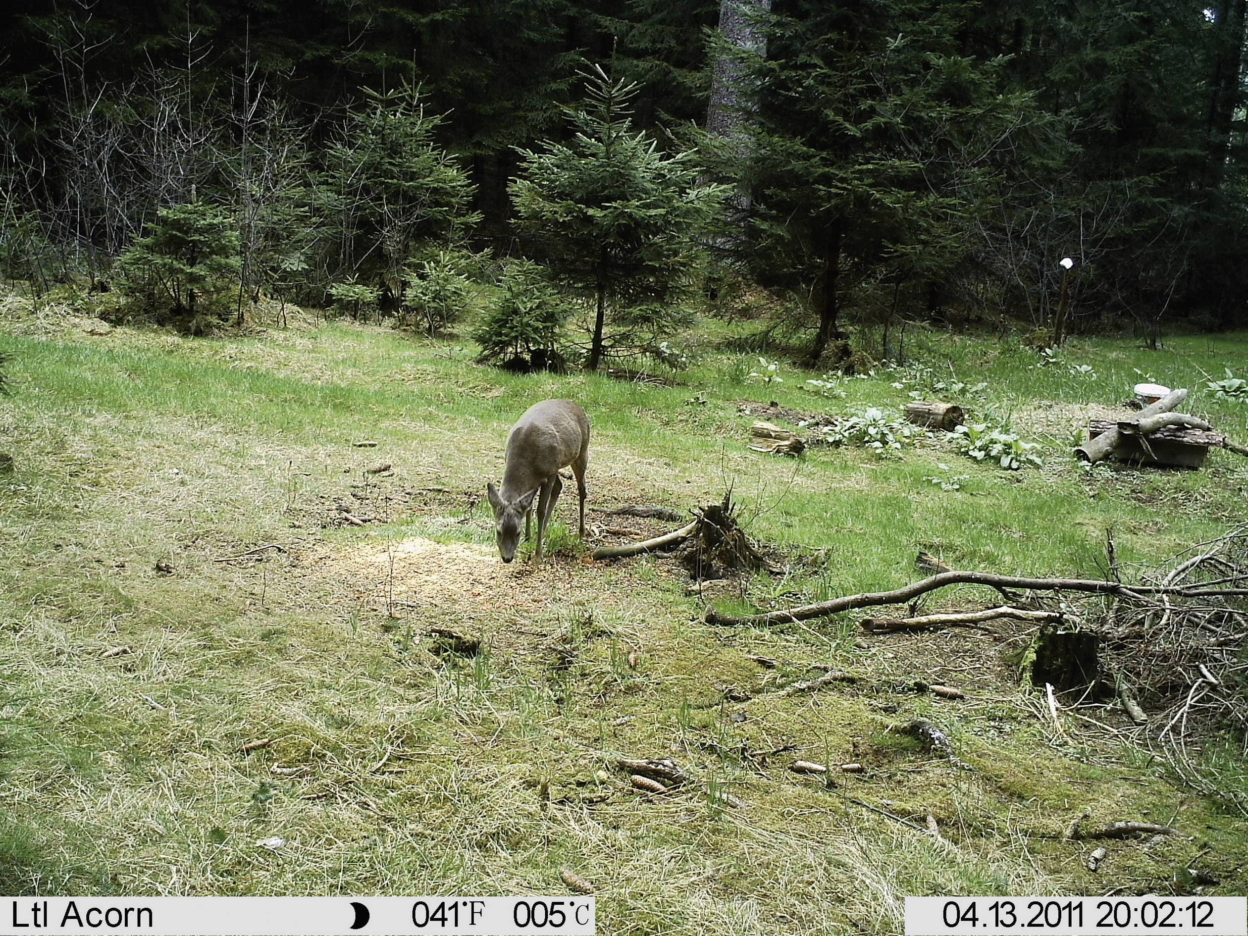 A deer is grazing on a clearing in the woods. Green trees in the background, the ground covered with grass and scattered branches.