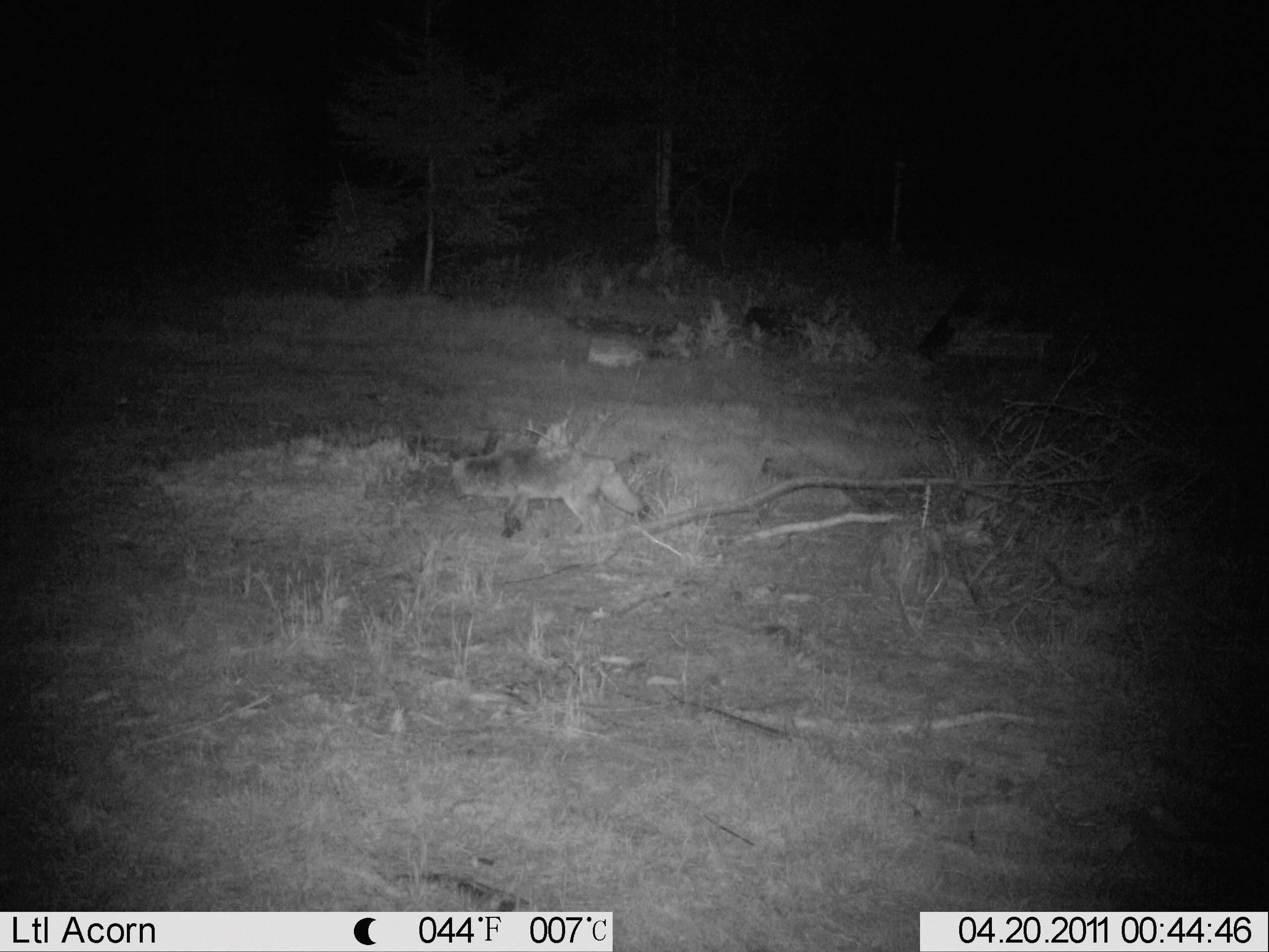 Black-and-white night-time photograph shows a forest clearing with trees in the background and a small pile of branches in the foreground. Temperature reading 44°F.
