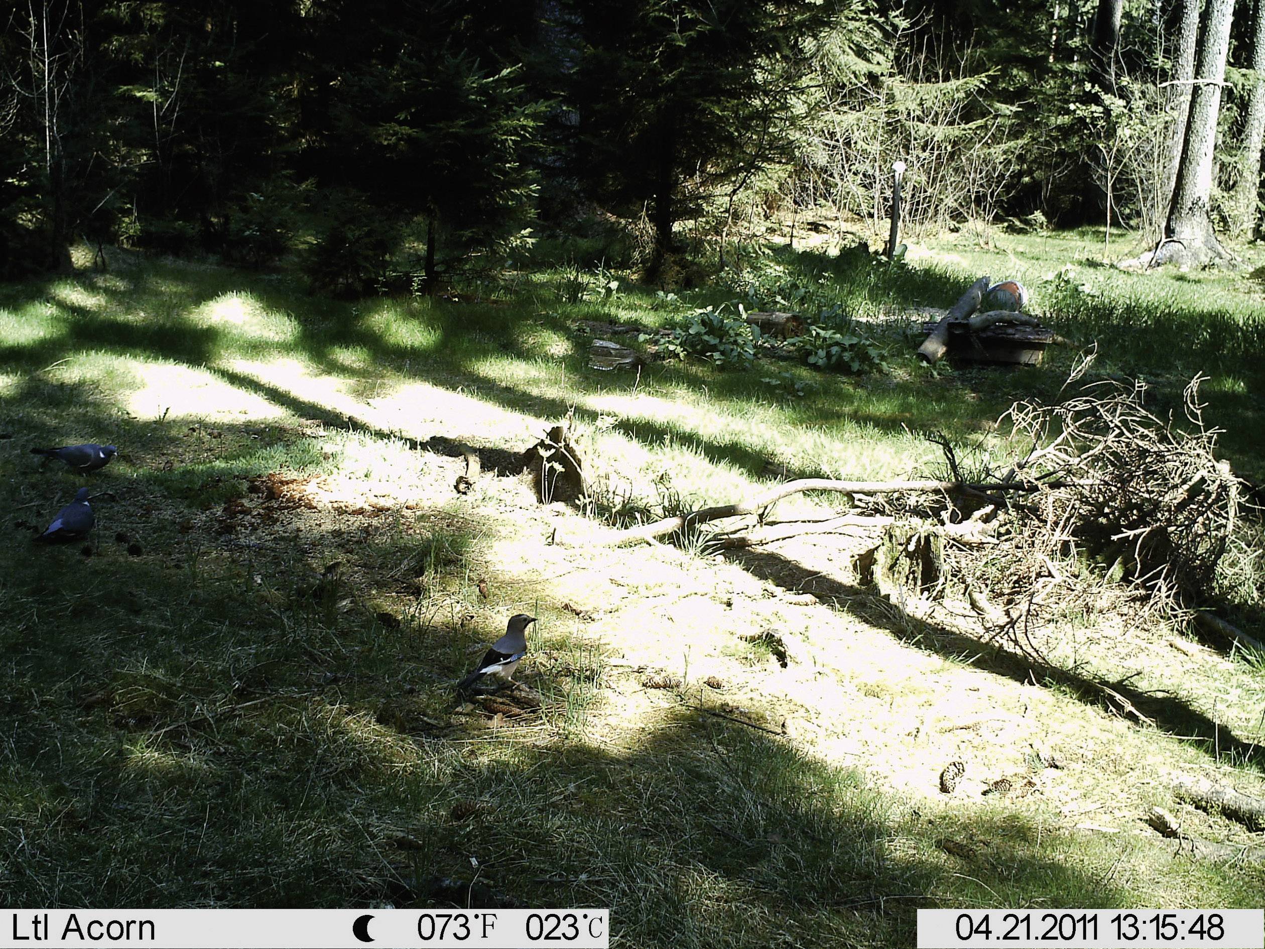 Dark forest with sunlight falling on the ground. A tree trunk lies on the ground. Date and time are visible on the image.