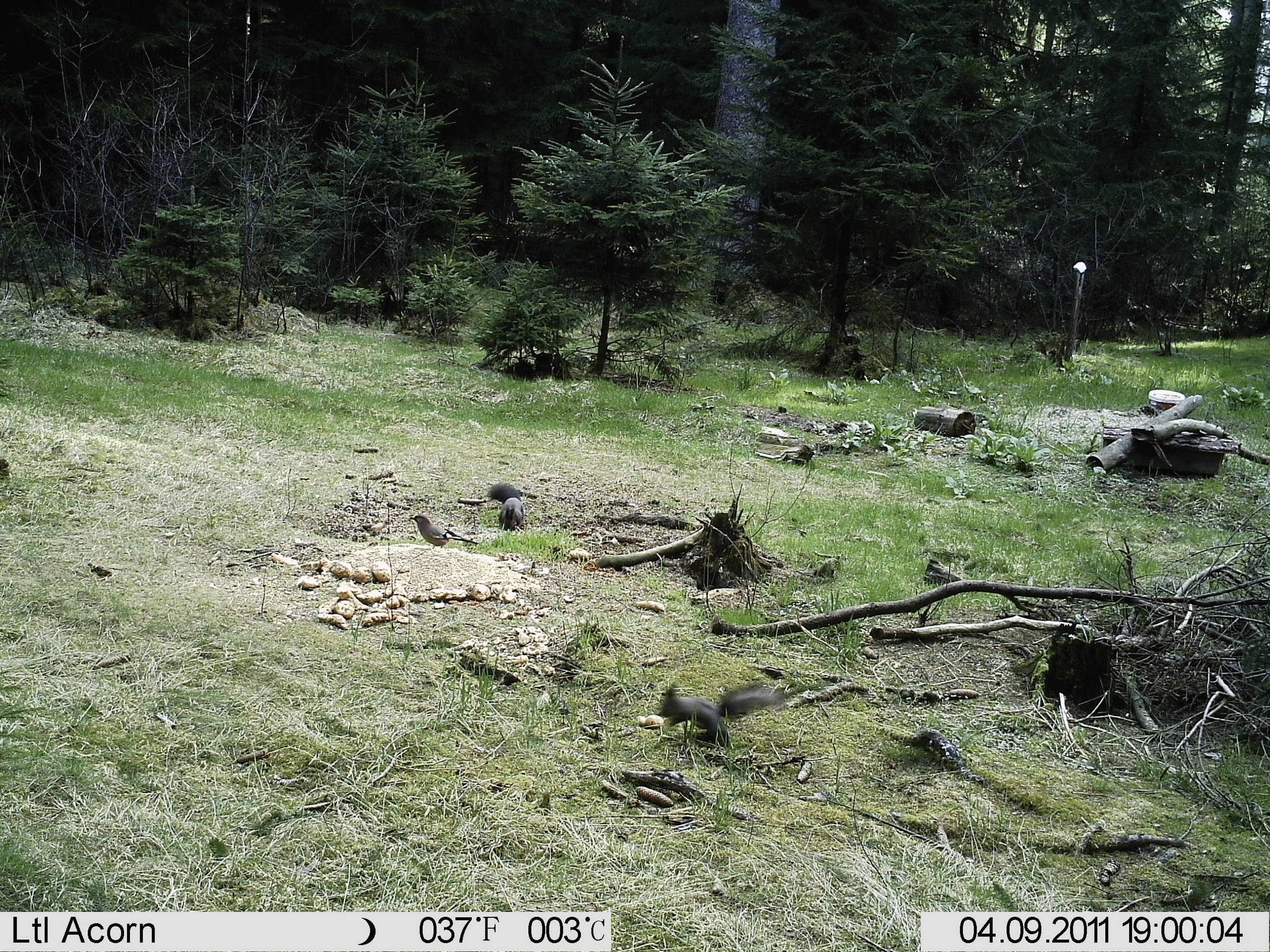 'Photo of a forest floor with scattered tree nuts and a squirrel in the foreground, trees in the background. Date of capture: 04/09/2011.'