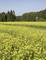 A vast field full of yellow flowers stretches out to the edge of a woodland. In the background, a deer stand sits at the forest's border.