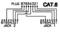 'CAT.6 Cable Wiring Diagram': Shows the pin configuration for plugs 87654321 and sockets 87654321 for Jack 1 and Jack 2.
