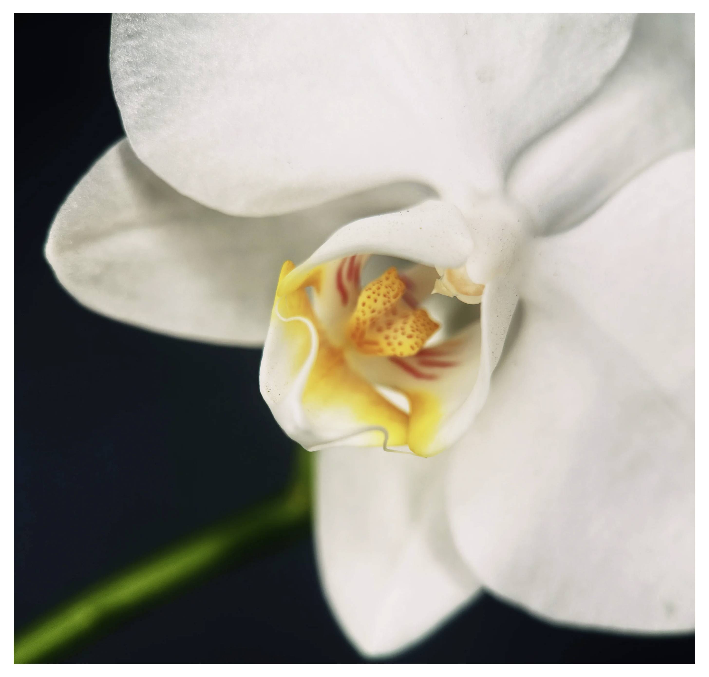 Moment Lente para smartphone-5