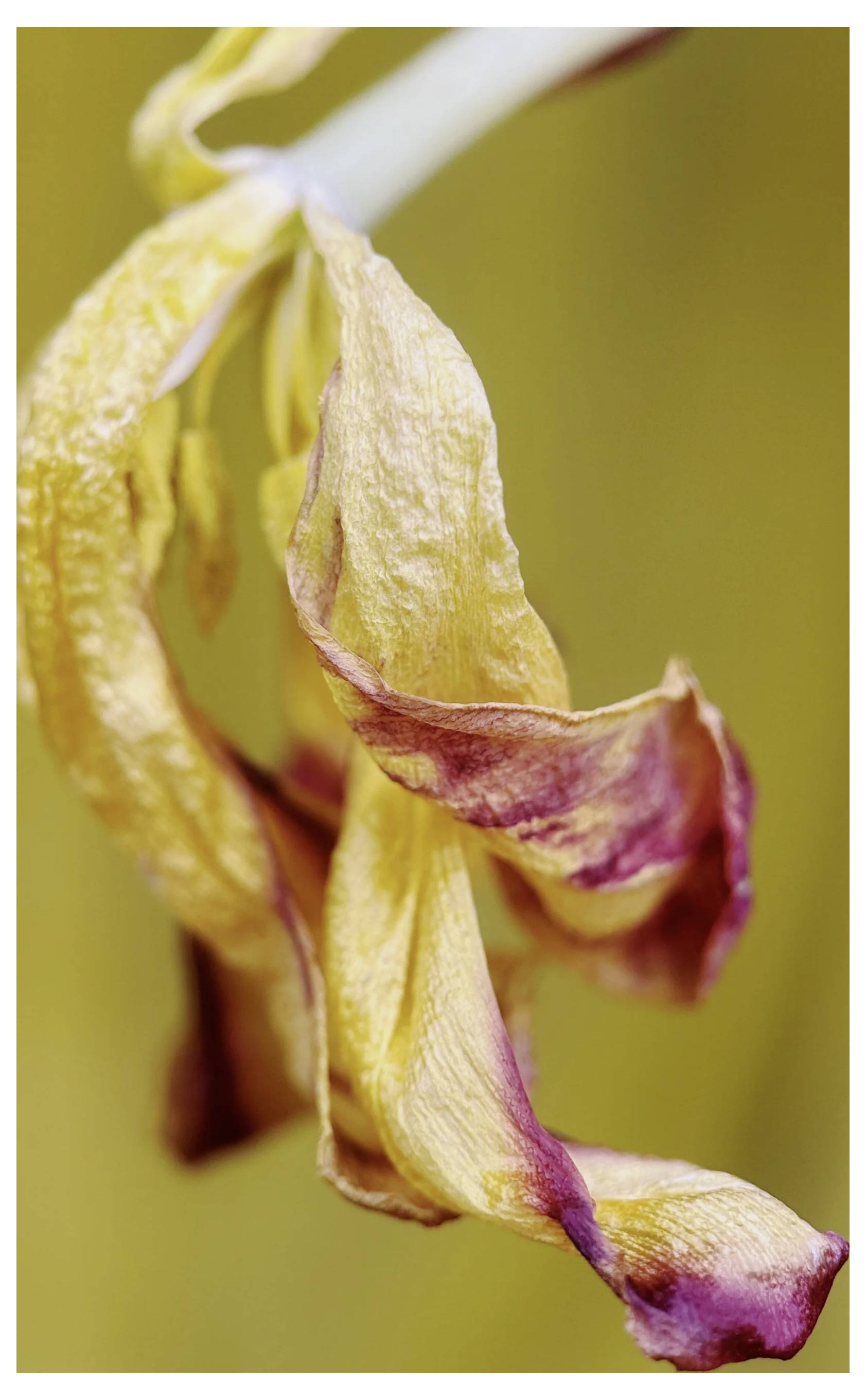 Moment Lente para smartphone-7