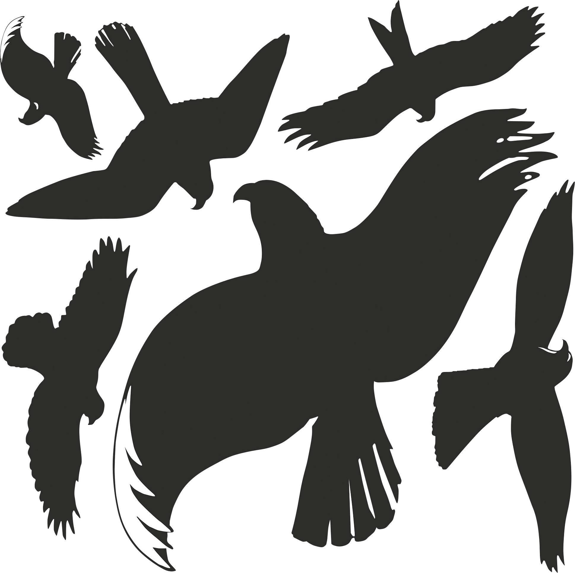 Silhouettes d'oiseaux divers en vol, présentant différentes positions et formes d'ailes, sur un fond blanc.