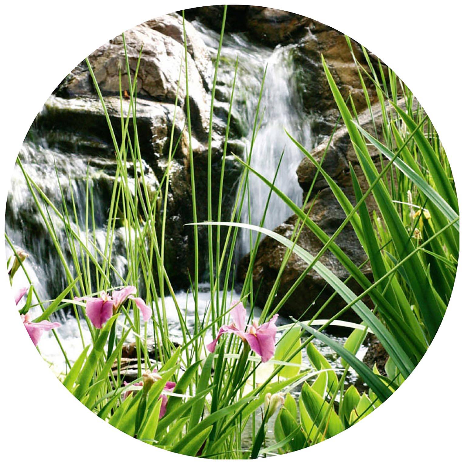 Une petite cascade coule sur des rochers, entourée d'herbe verte dense et de fleurs roses.