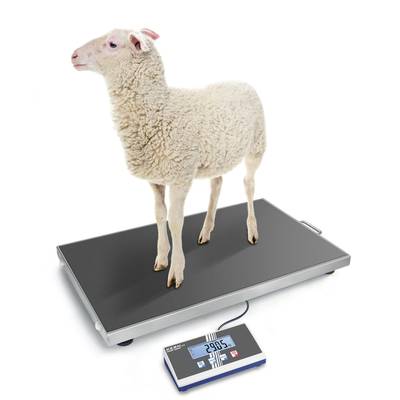 Un mouton est placé sur une balance numérique qui affiche un poids de 29,05 kilogrammes.