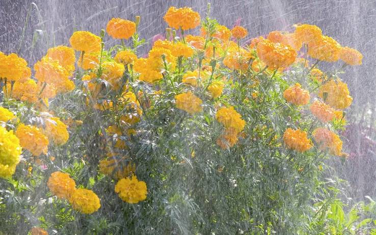Des soucis orange vif étant arrosés dans un jardin, avec des gouttelettes tombant visiblement sur les fleurs et les feuilles, créant un aspect frais et vivant.