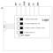 Représentation schématique d'un circuit logique avec les entrées IN1, IN2, T1, T2, PAR, INS. Fonctions : démarrage automatique, détection d'erreur, sélection de capteur, test de démarrage. Commutateur SET/RESET.