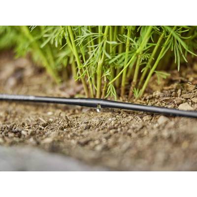 Un tuyau d'irrigation laisse tomber de l'eau dans la terre pour arroser les plantes. Des tiges vertes de plantes sont visibles en arrière-plan.