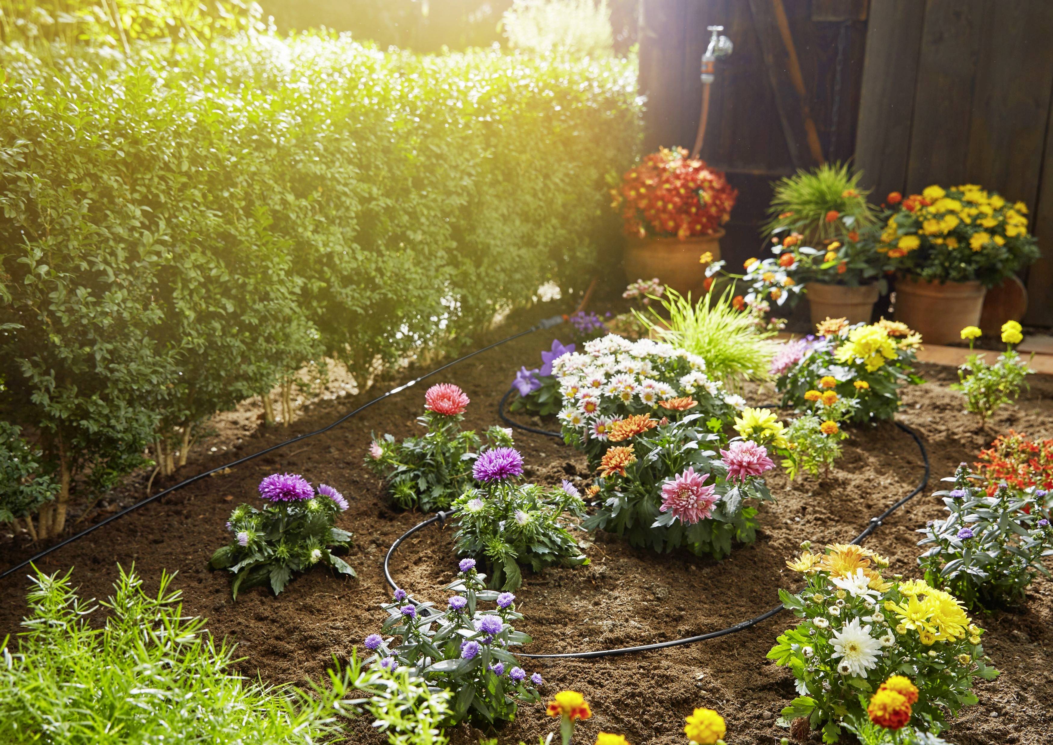 Dahlias multicolores et autres fleurs dans un parterre ensoleillé près d'une haie ; à l'arrière-plan, des fleurs sont disposées dans des pots.