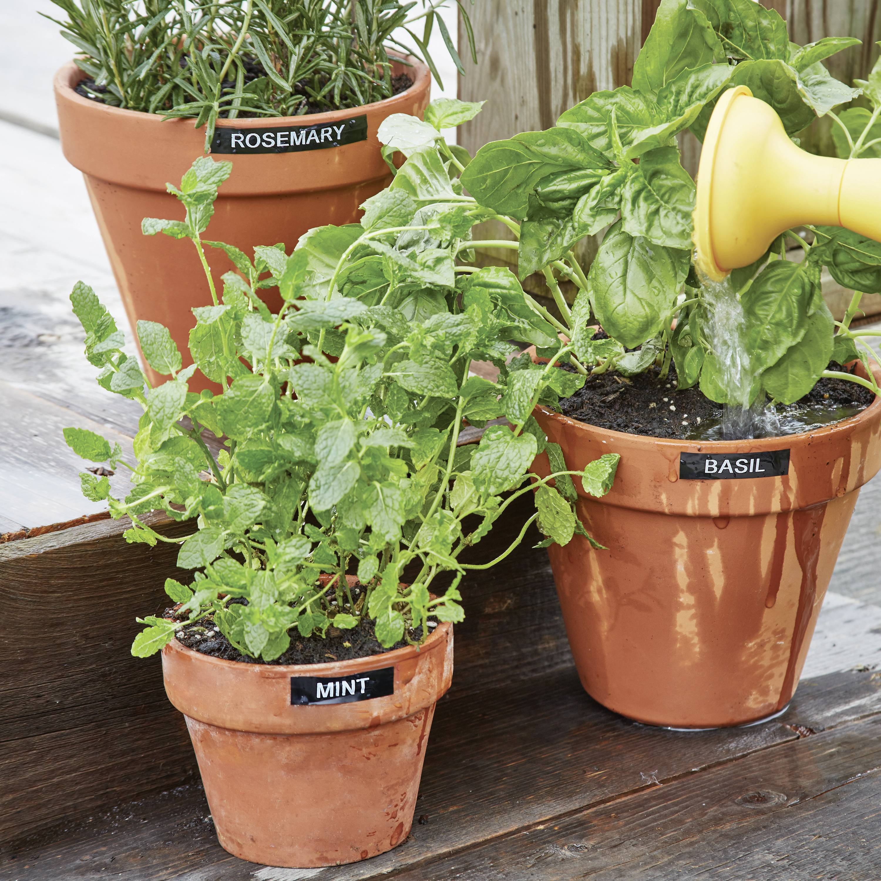 Trois plantes aromatiques en pots (romarin, menthe, basilic). Un arrosoir verse de l'eau sur le basilic. Les plantes sont disposées sur des marches en bois.