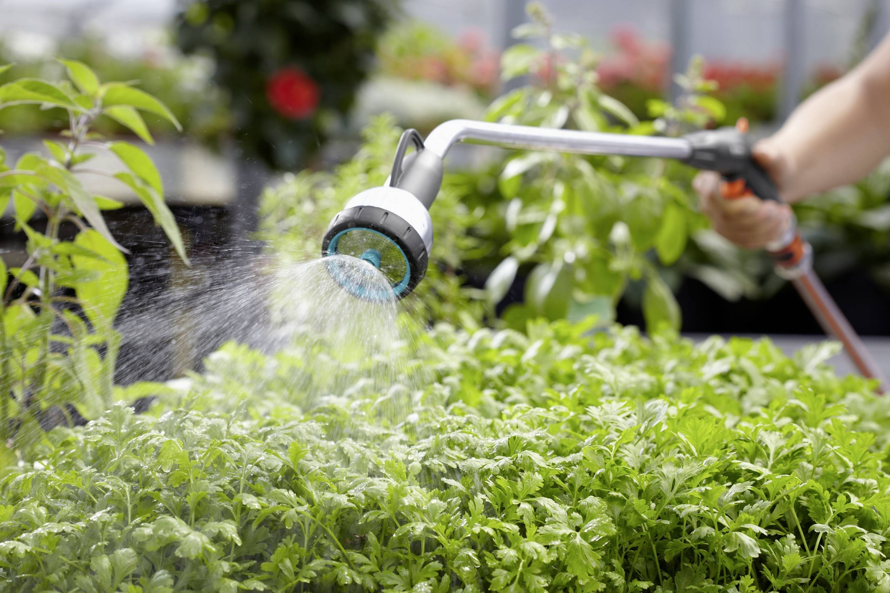 Une personne arrose de jeunes plants dans une serre à l'aide d'un arrosoir. Les plantes sont vertes et poussent près les nes des autres.