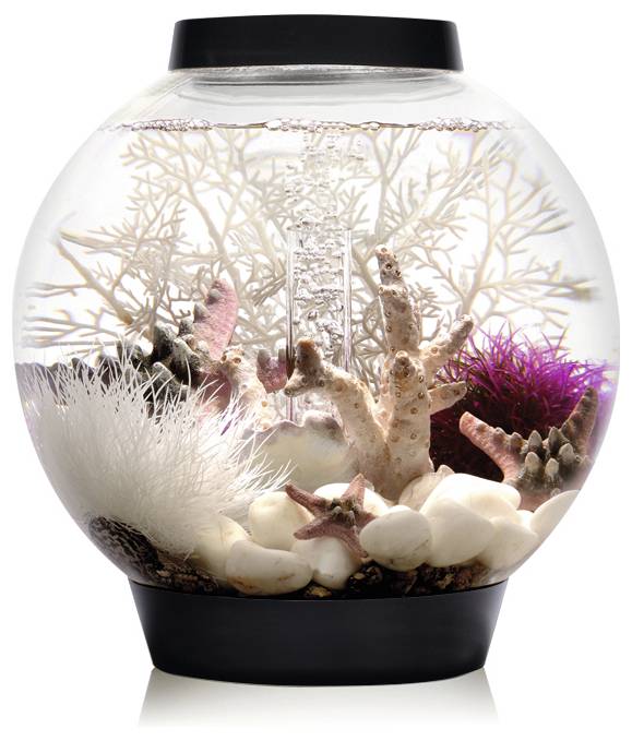 Un bocal sphérique contenant du corail blanc, des étoiles de mer roses et des pierres blanches est posé sur un socle noir. Aucun poisson n'est présent.