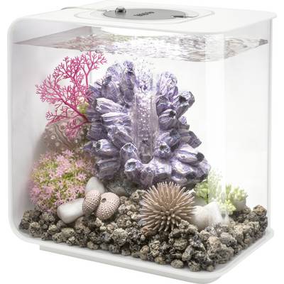Un aquarium rectangulaire contenant des coraux colorés, des rochers et des décorations marines à l'intérieur ; rempli d'eau jusqu'au bord supérieur.