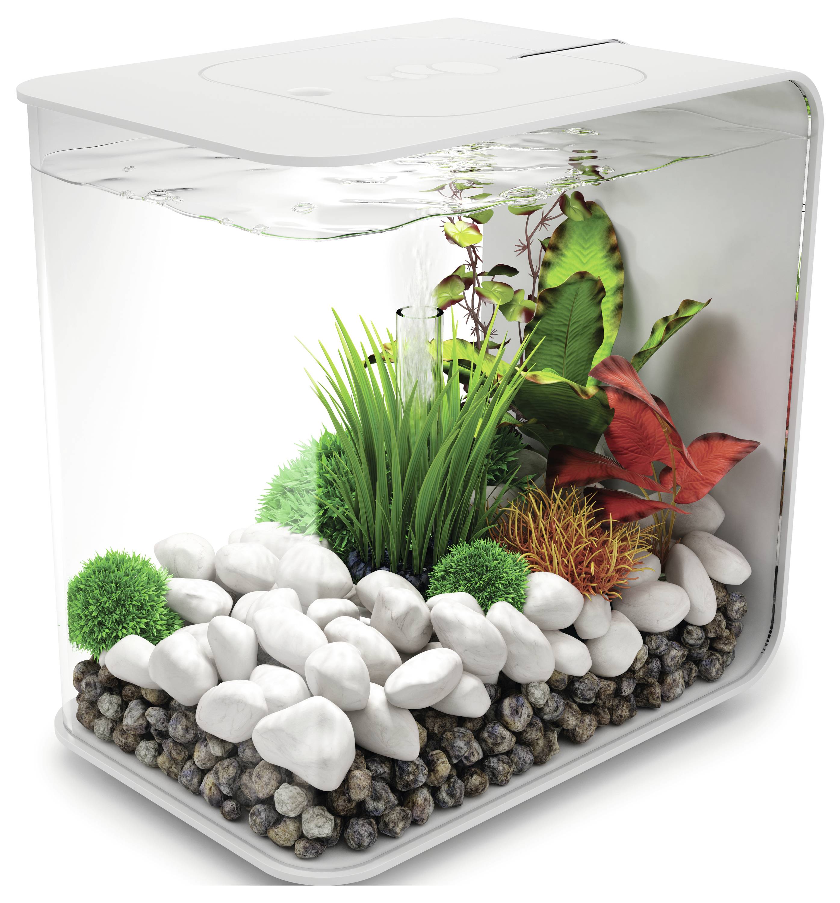 Un aquarium transparent avec des pierres blanches, des plantes vertes et quelques feuilles rougeâtres, rempli d'eau jusqu'au bord, présentant un design minimaliste.