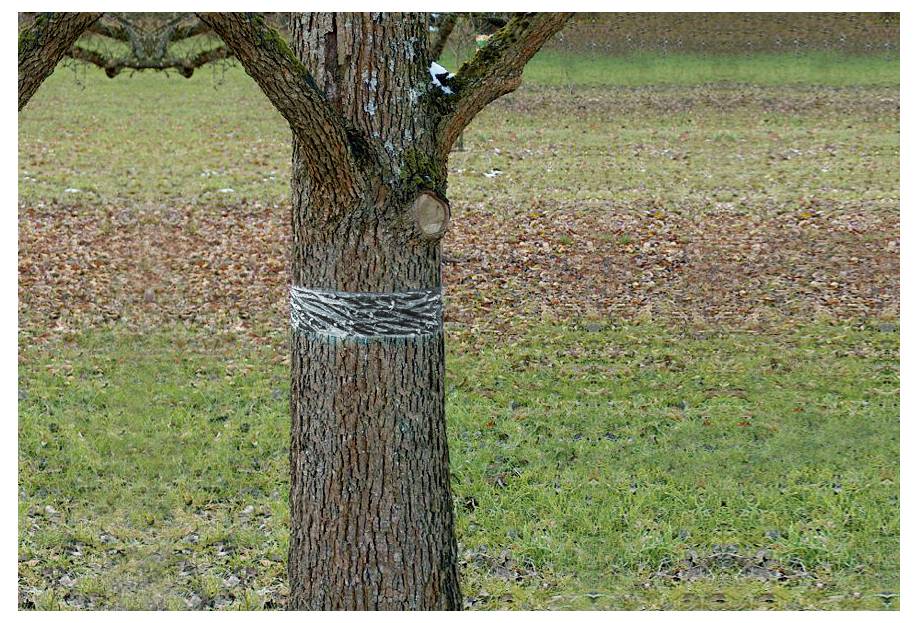 Un tronc d'arbre enveloppé d'une ceinture dans un champ herbeux pendant l'automne, avec des feuilles tombées dispersées sur le sol.