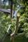 Sécateur coupe une branche d'un arbre dans le jardin. Le temps est ensoleillé, l'arrière-plan montre une zone herbeuse et des arbres.