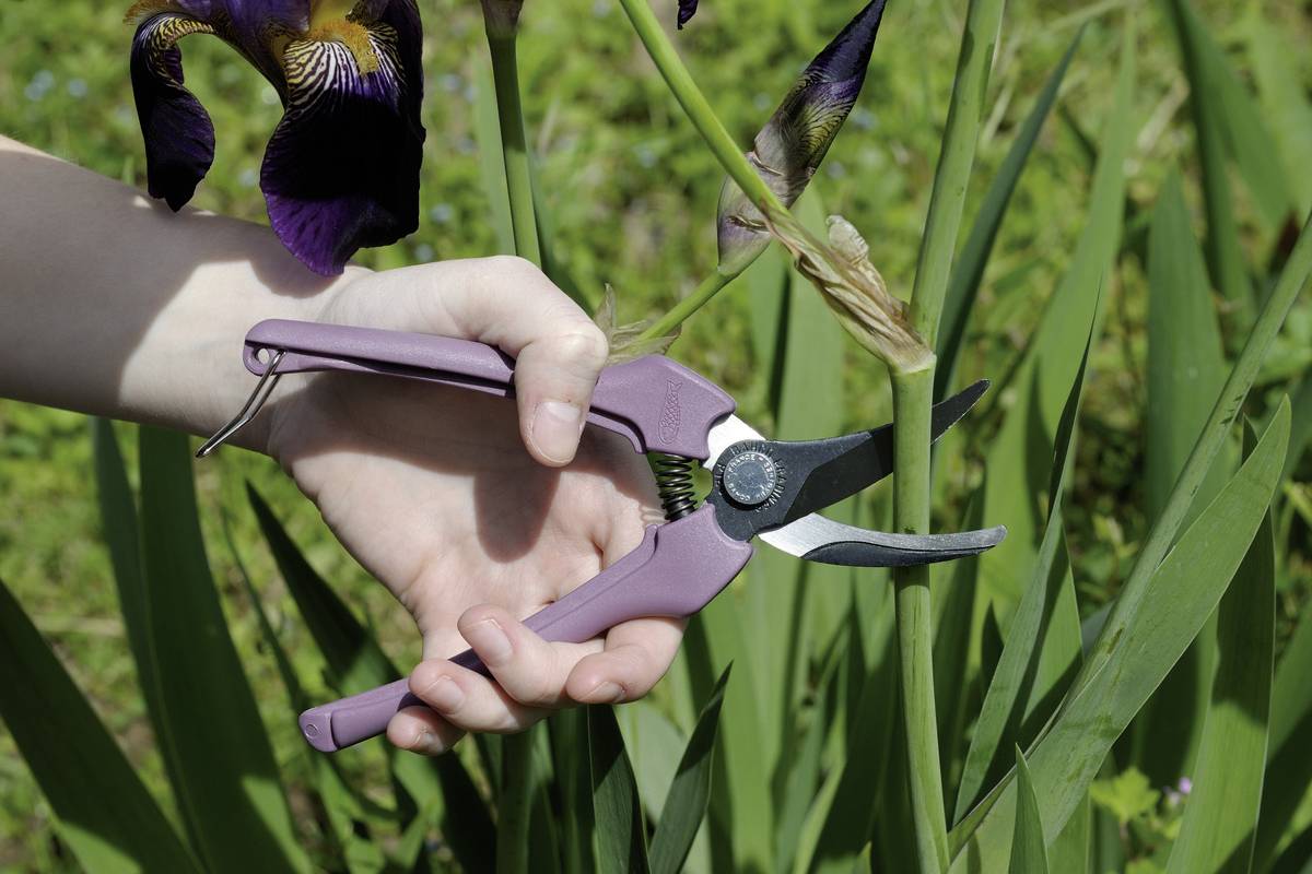 Une main coupe une plante avec un sécateur. À l'arrière-plan, des feuilles vertes et des fleurs mauves floues sont visibles.