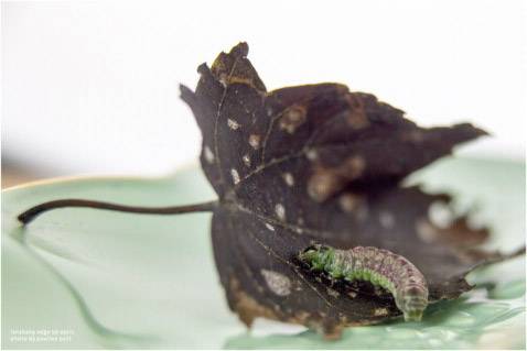 Optique Lensbaby Edge 50-1