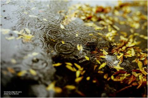 Optique Lensbaby Edge 50-2