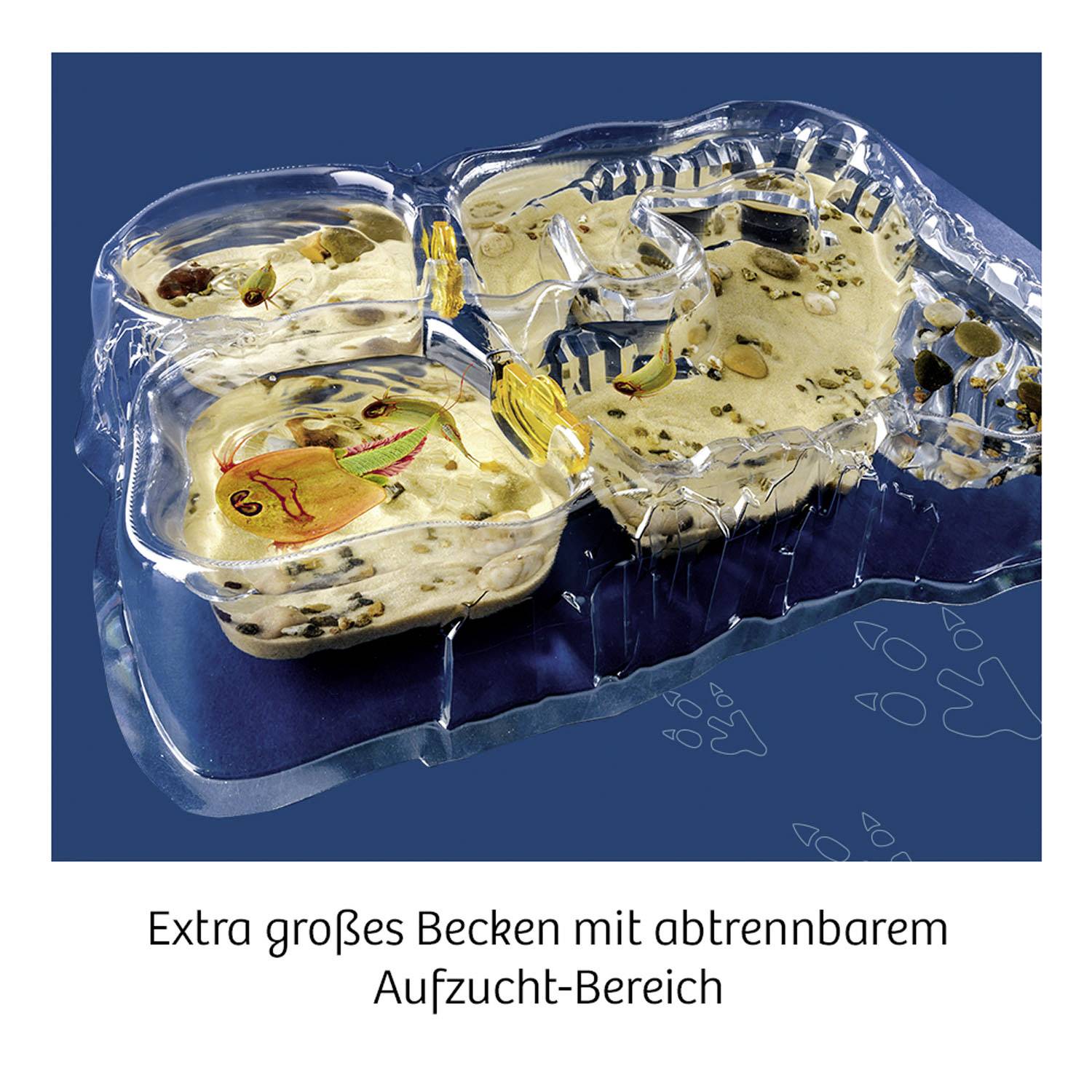 Un grand aquarium transparent présente une zone compartimentée pour l'élevage de poissons, entourée de sable et de structures rocheuses.