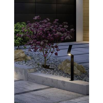 Une terrasse au design moderne avec un chemin éclairé et un arbuste aux fleurs lilas, entouré de pierres décoratives et de rochers.