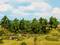Un paysage verdoyant avec des arbres et des vaches paissant dans un pré. Une clôture délimite la zone de pâturage. Un cavalier est visible à l'arrière-plan.
