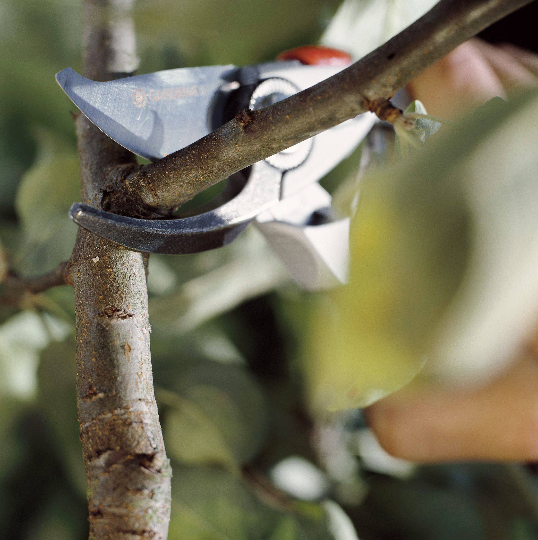 Une main tient un sécateur qui coupe une branche, entourée de feuilles vertes. Le sécateur est positionné près de la branche.
