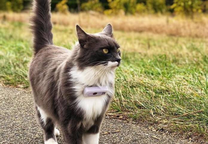 weenect cat tracker