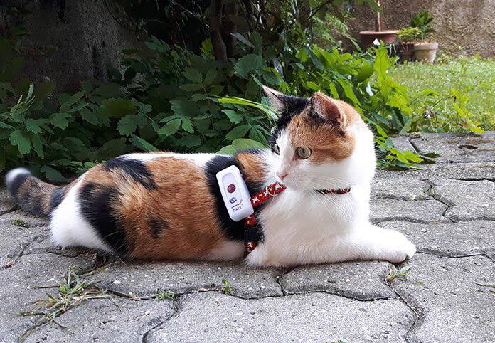 weenect cat tracker