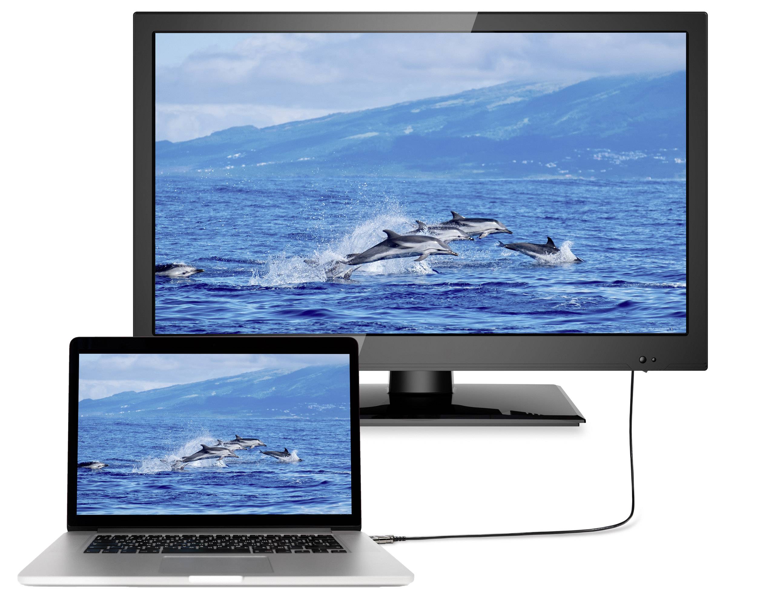 Un ordinateur portable est connecté à un écran plus grand via un câble. Les deux écrans affichent l'image de dauphins sautant dans la mer.