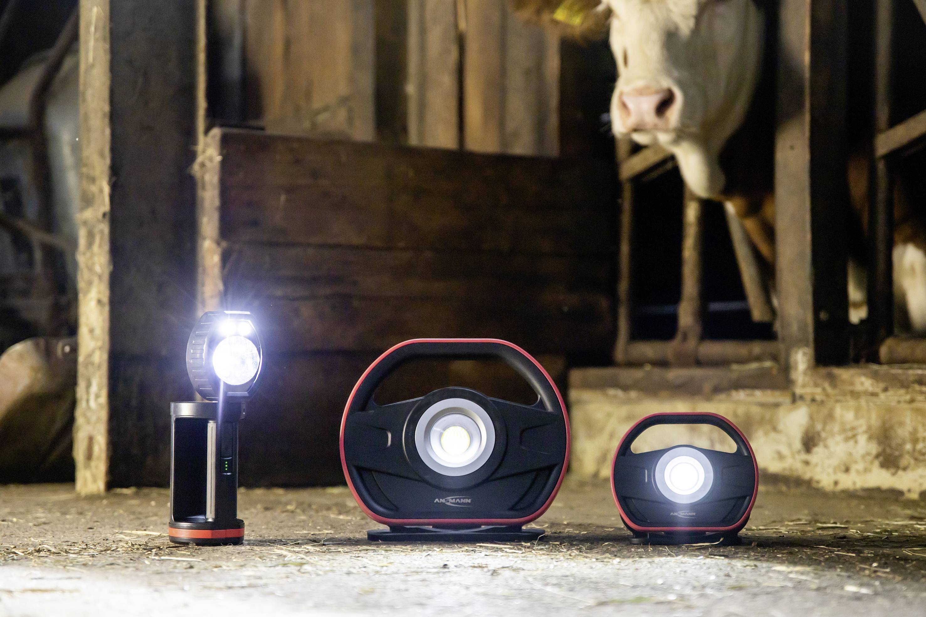 Trois différentes lampes LED portables brillent intensément dans une étable, tandis qu'une vache observe attentivement en arrière-plan.