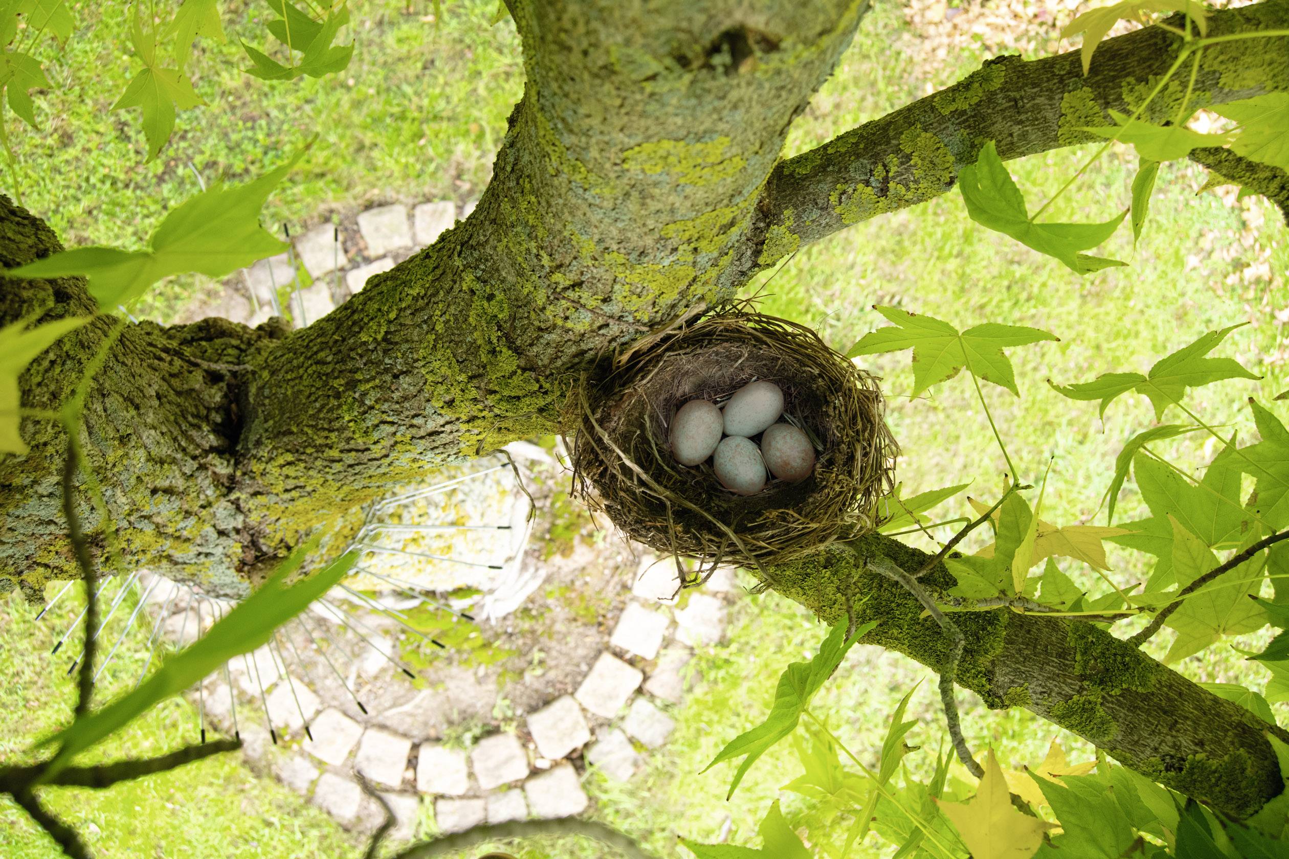 Un nid d'oiseau contenant trois œufs est posé sur une branche d'un arbre photographié depuis le haut ; en dessous, un jardin de pierres circulaire.