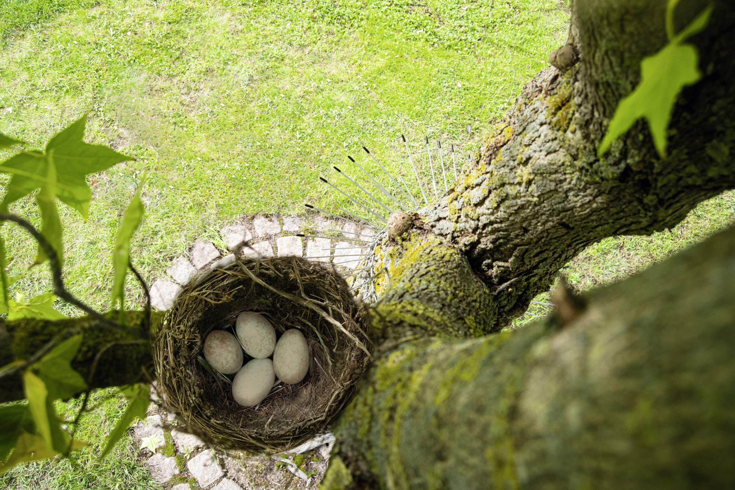 Nid avec quatre œufs dans un arbre, vue d'en haut, entouré d'herbe verte.