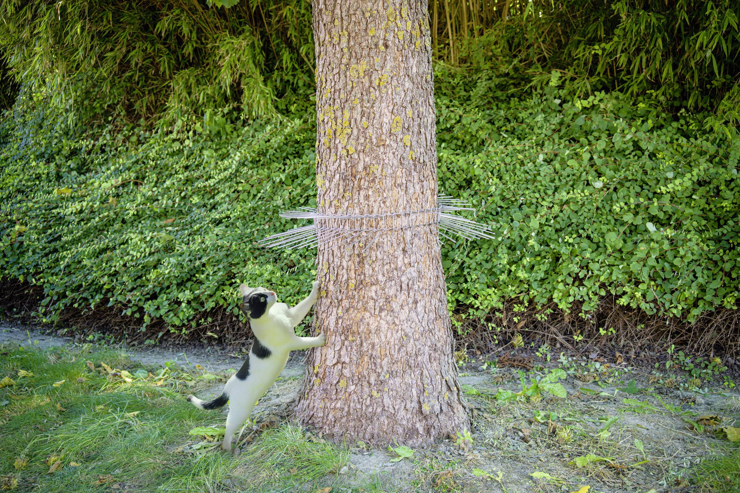 Un chien grimpe avec ses pattes avant le long d'un arbre. L'arbre est entouré de barres métalliques. Des buissons sont visibles en arrière-plan.