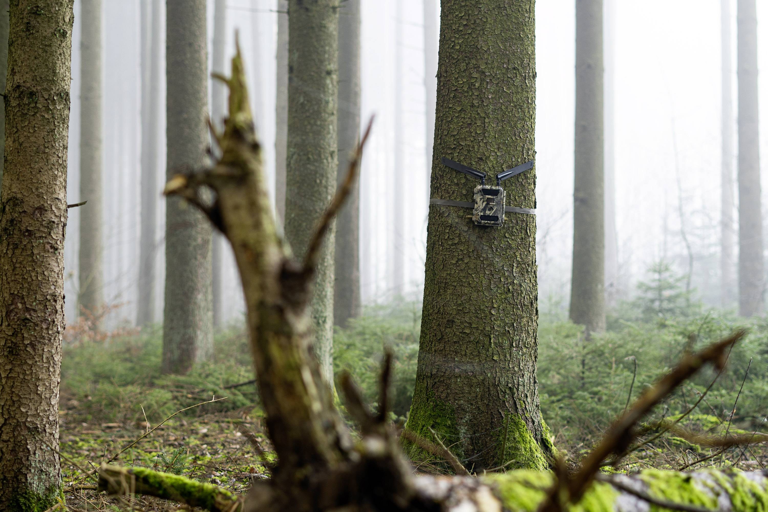 Caméra de chasse DÖRR SnapShot Cloud 4G 12 Mill. pixel Transfert d'images 4G, LED noires, fonction time-lapse, module GS-4