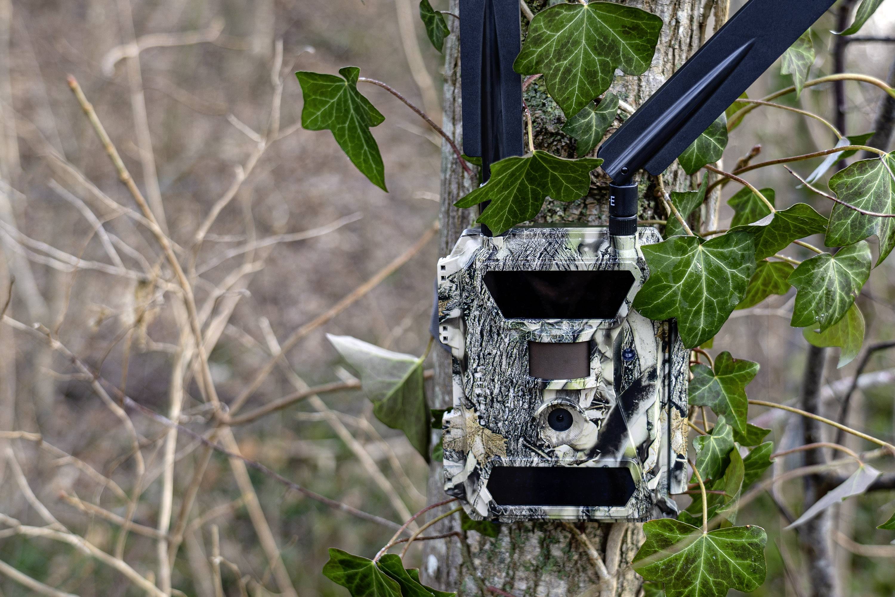 Caméra de chasse DÖRR SnapShot Cloud 4G 12 Mill. pixel Transfert d'images 4G, LED noires, fonction time-lapse, module GS-7