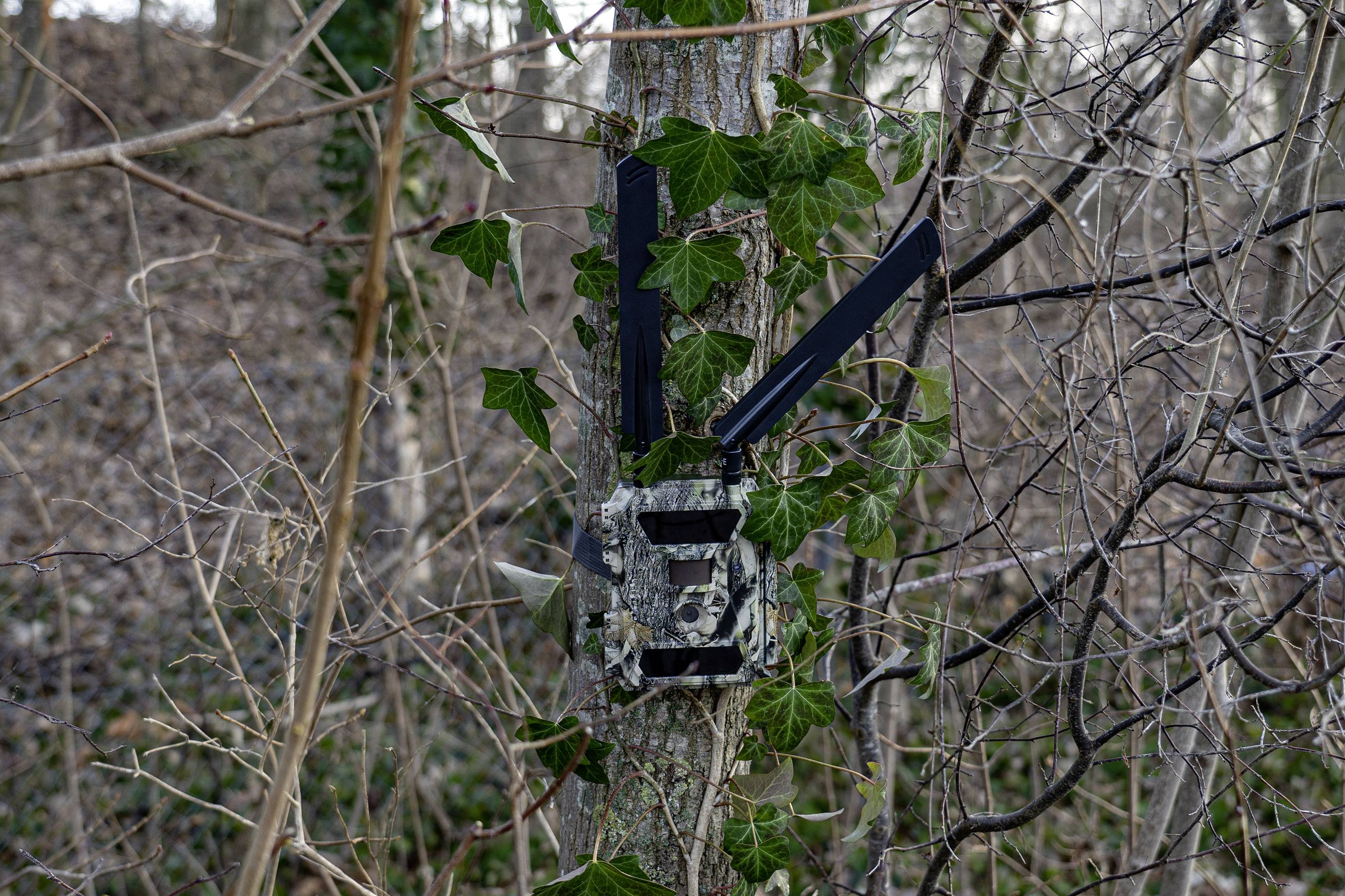 Caméra de chasse DÖRR SnapShot Cloud 4G 12 Mill. pixel Transfert d'images 4G, LED noires, fonction time-lapse, module GS-9