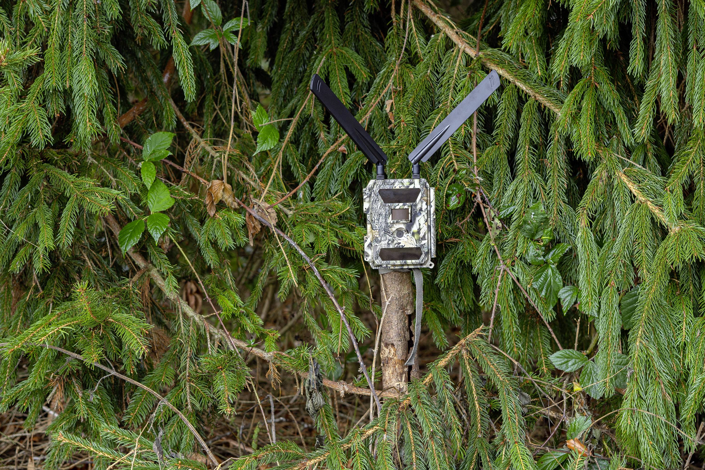 Caméra de chasse DÖRR SnapShot Cloud 4G 12 Mill. pixel Transfert d'images 4G, LED noires, fonction time-lapse, module GS-10