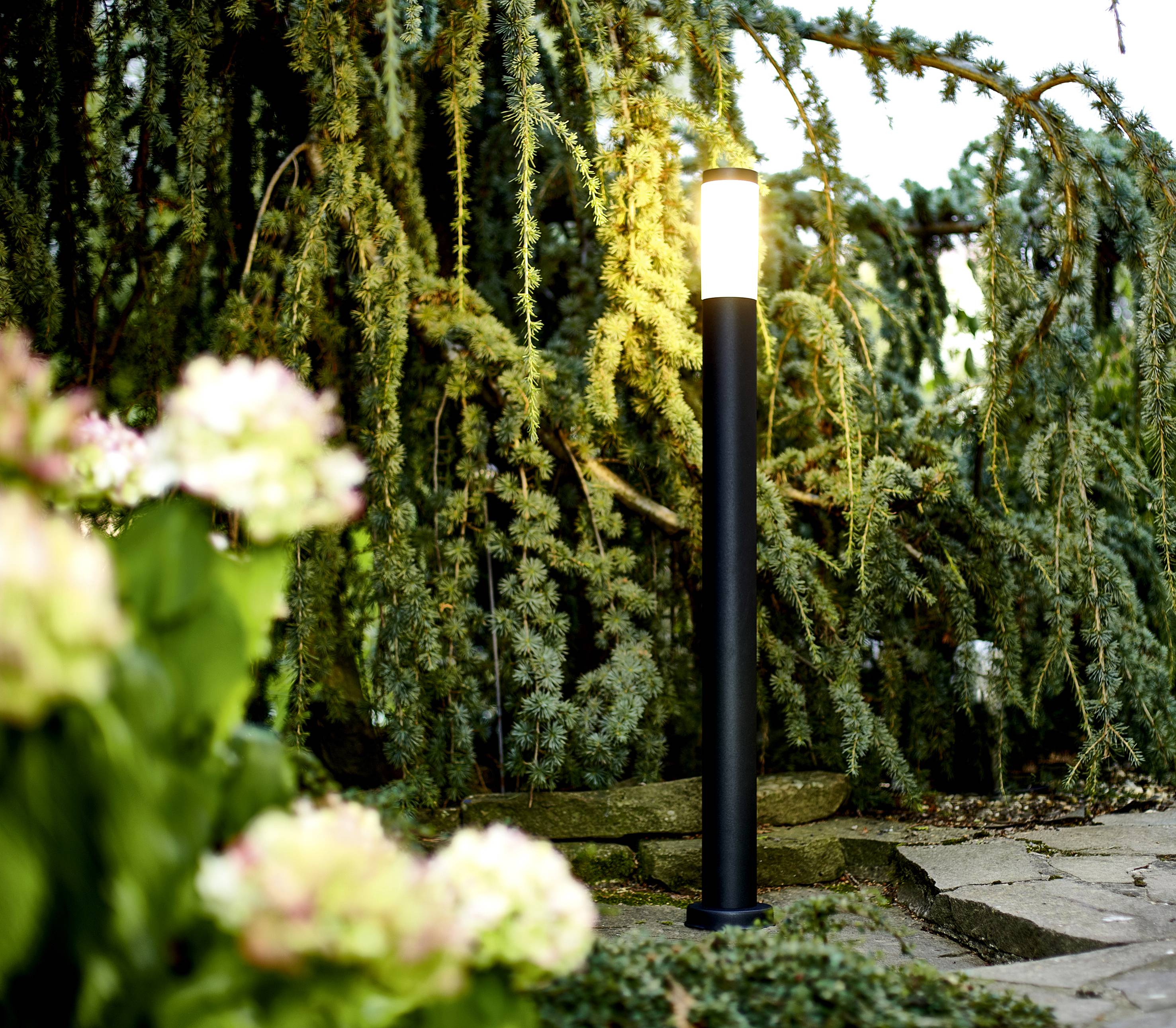 Un chemin de jardin illuminé par un réverbère, bordé d'hortensias en fleurs et de branches de sapin retombantes au crépuscule.