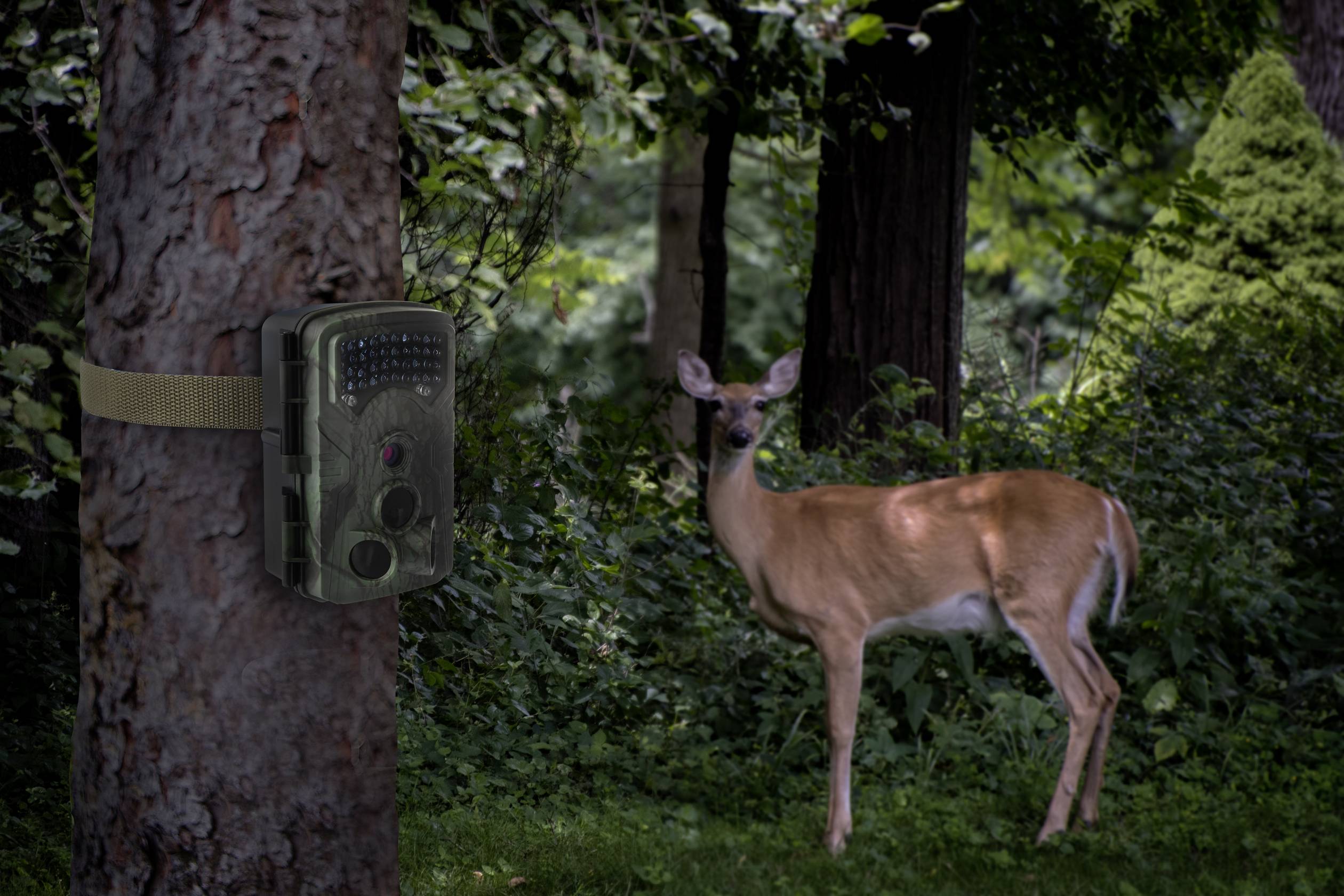 Renkforce RF-HC-550 Caméra de chasse 48 Mill. pixel DEL basse intensité vert standard (satiné mat)-7