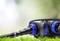 Une pompe à eau noire avec des raccords bleus est posée sur de l'herbe verte. Elle est connectée à un tuyau et est destinée à l'irrigation.