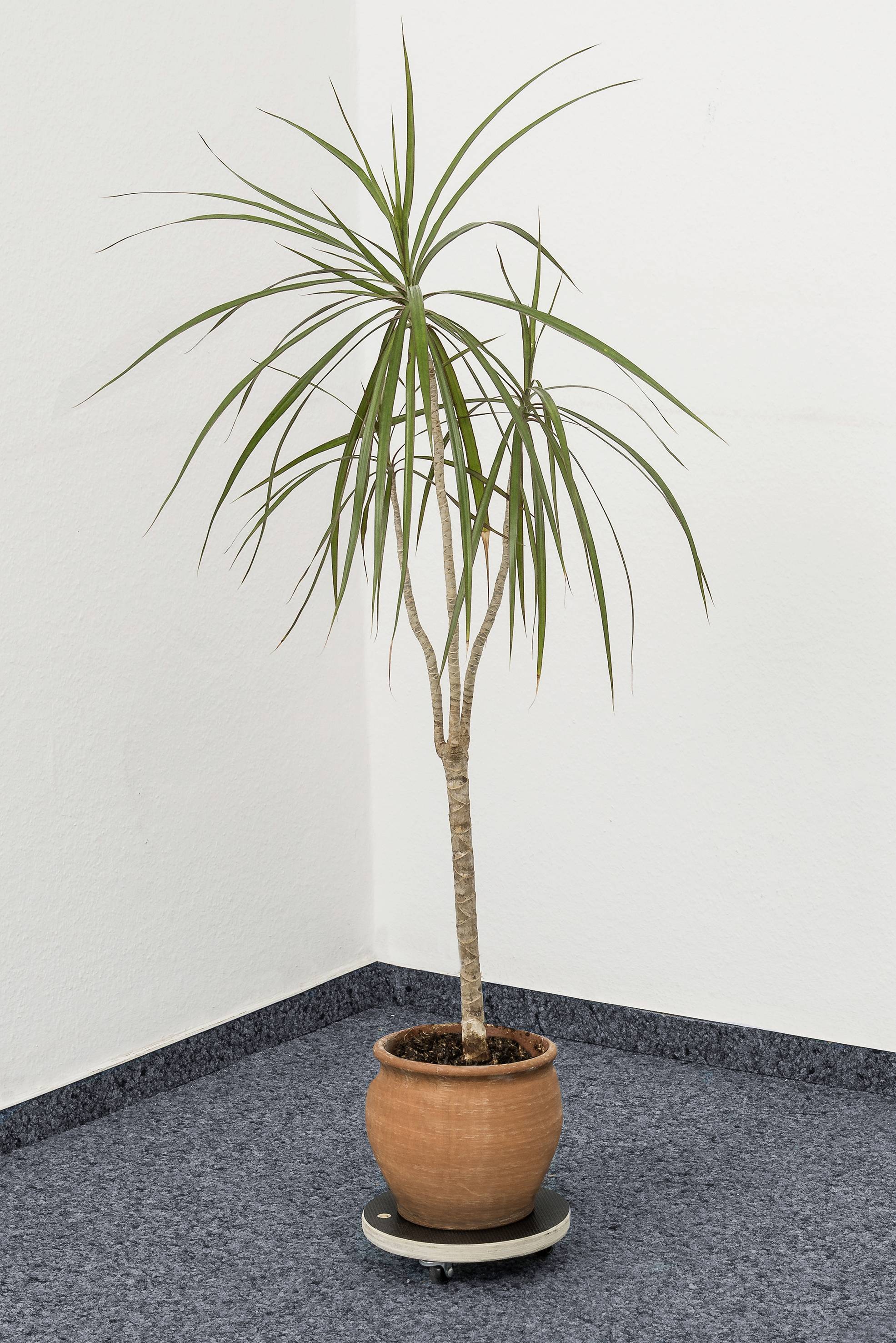 Un palmier en pot est placé dans un coin avec un tapis bleu et des murs blancs.