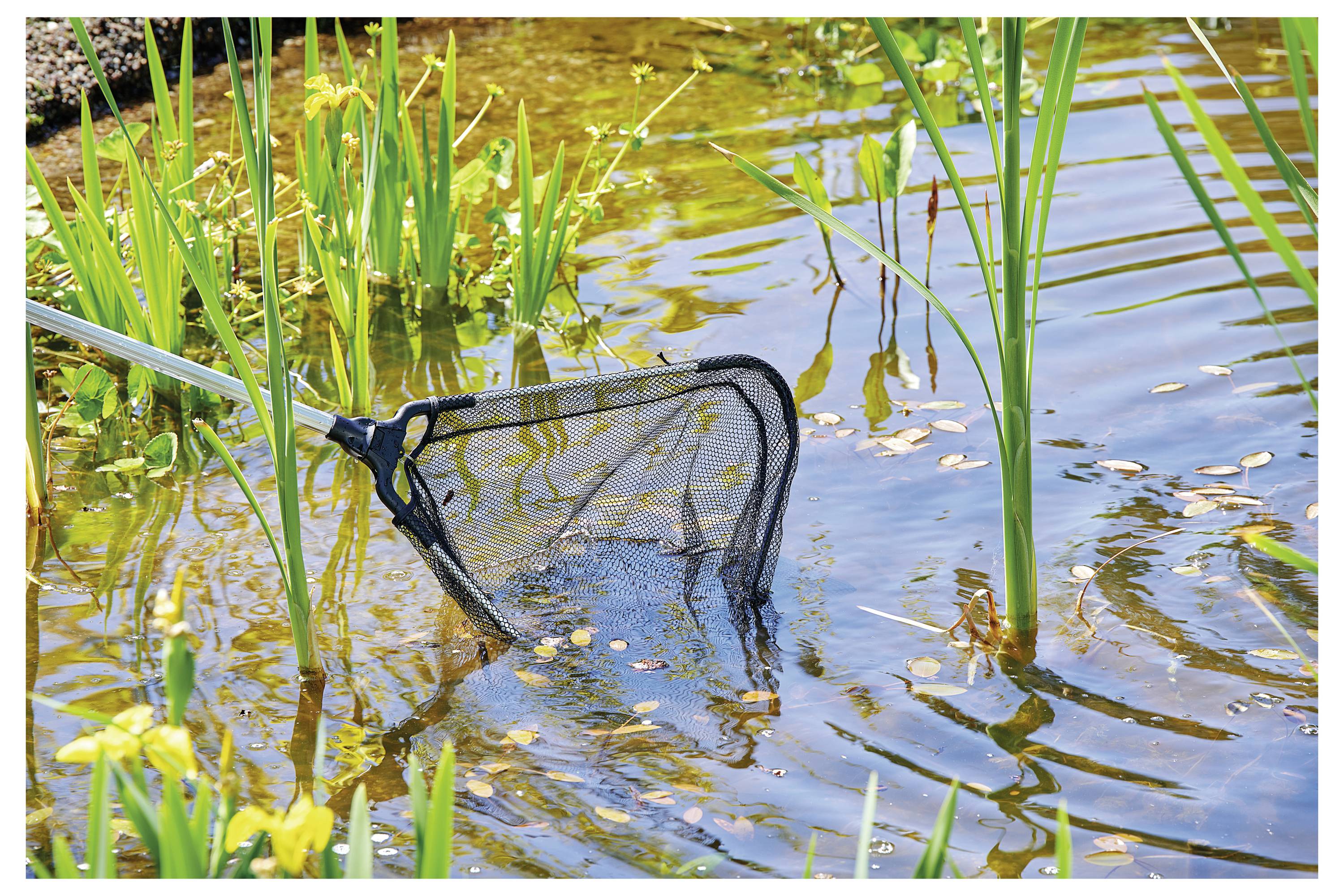 Un étang avec des roseaux verts hauts et des plantes aquatiques. Un filet fixé à un long manche est immergé dans l'eau, suggérant une activité liée à l'entretien ou à l'exploration de l'étang.