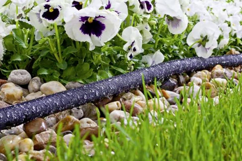 Un tuyau d'arrosage irrigue des fleurs et de l'herbe sur des pierres. Les fleurs ont des pétales blancs avec un centre sombre.