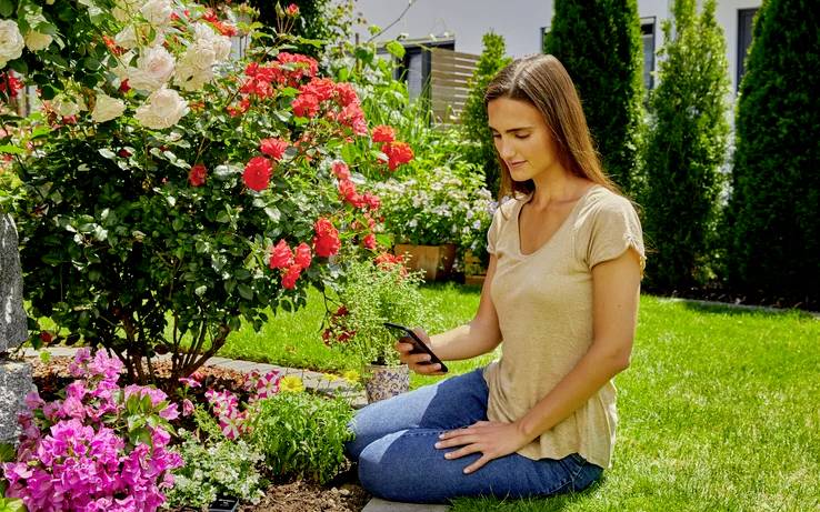 Une personne s'agenouille dans un jardin, regardant un smartphone, entourée de fleurs rouges, roses et blanches en pleine floraison, par une journée ensoleillée.