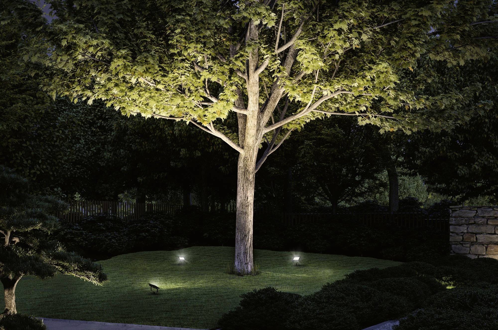 Un grand arbre, illuminé la nuit, se dresse sur une surface enherbée entourée de buissons. Trois projecteurs au sol mettent en valeur l'arbre.