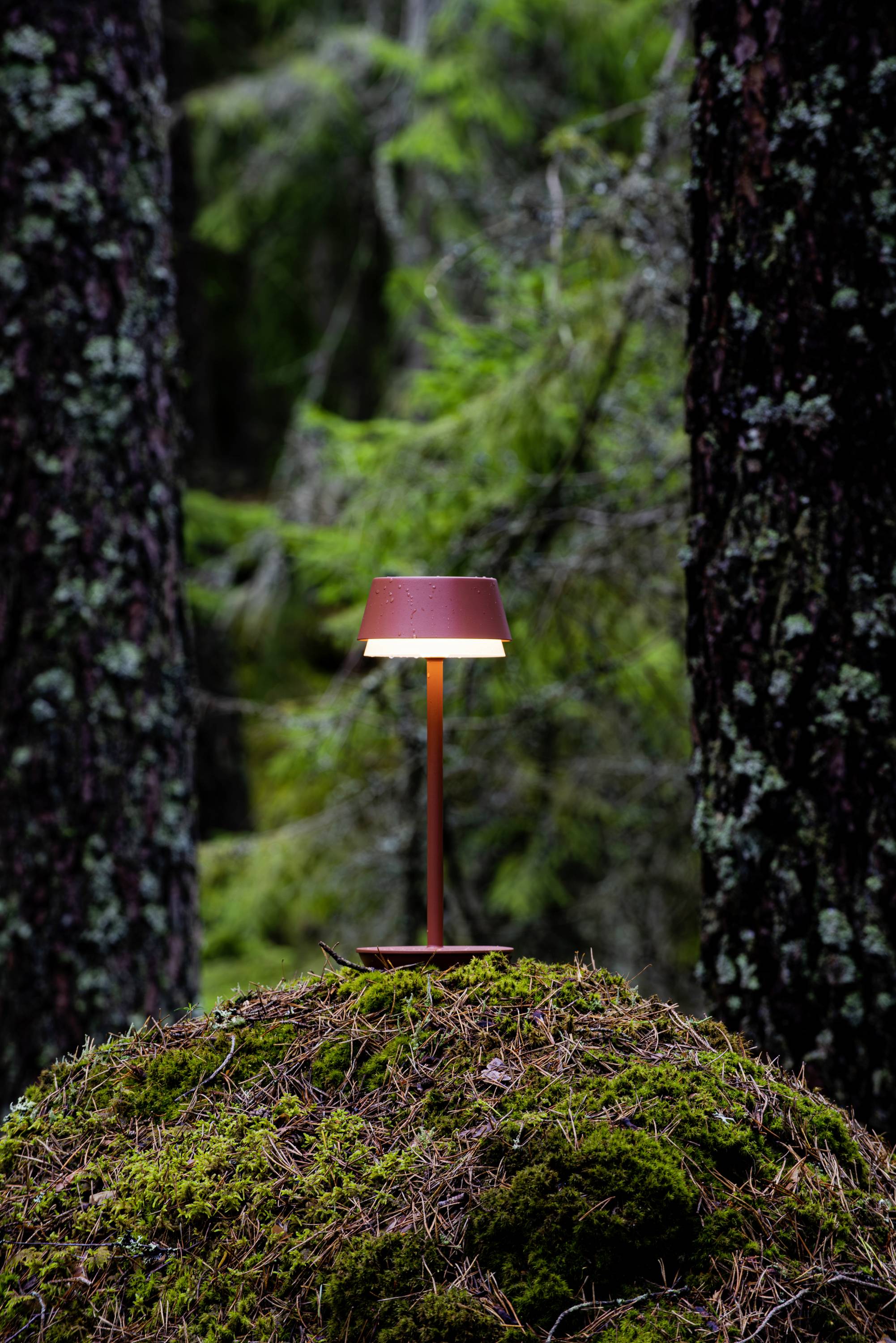 Une lampe rouge s'allume au milieu de la forêt, sur une colline recouverte de mousse, entourée d'arbres majestueux qui créent une atmosphère apaisante.