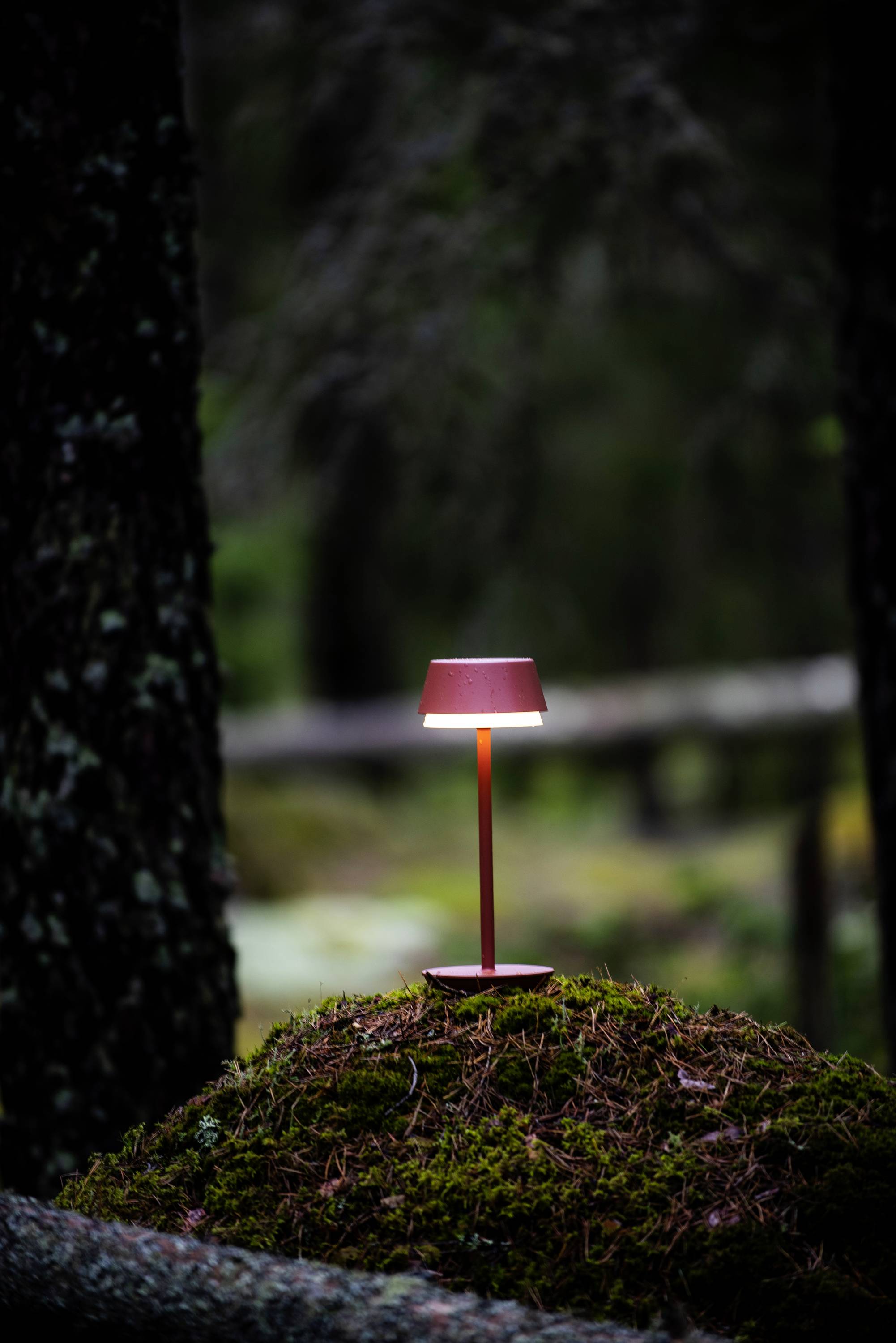Une seule lampe rouge s'allume sur un monticule moussu dans la forêt. Entourée d'arbres sombres, elle crée une atmosphère envoûtante.